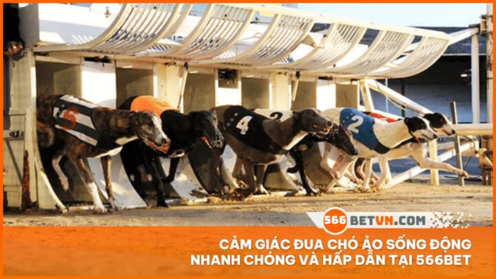 Cảm giác đua chó ảo sống động nhanh chóng và hấp dẫn tại 566BET