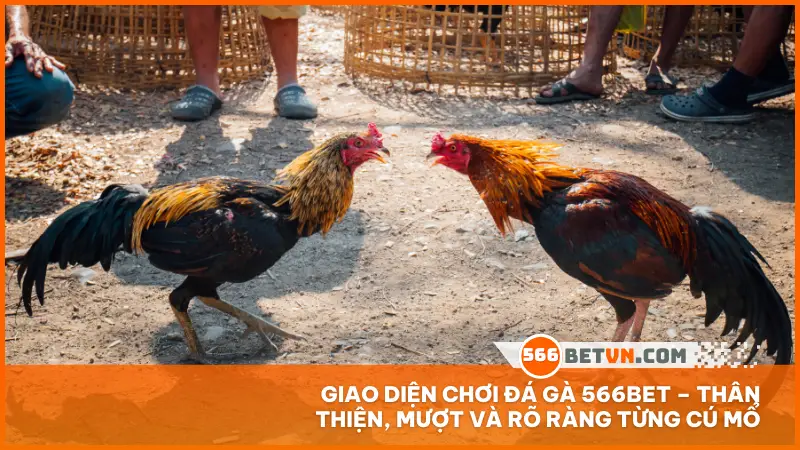 Giao diện chơi đá gà 566bet – thân thiện, mượt và rõ ràng từng cú mổ